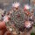 Mammillaria mercadensis