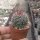 Mammillaria mercadensis