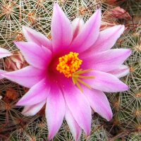 Mammillaria microcarpa