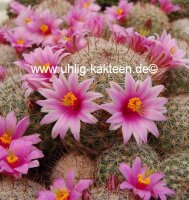 Mammillaria microcarpa