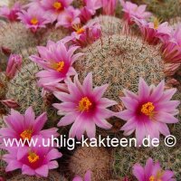Mammillaria microcarpa MUG 117