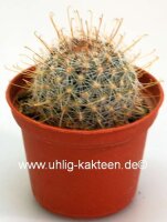 Mammillaria microcarpa MUG 117
