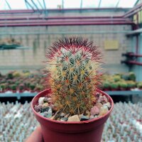 Mammillaria microhelia