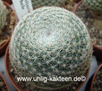 Mammillaria microthele