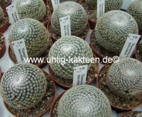 Mammillaria microthele