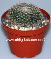 Mammillaria microthele v. superfina
