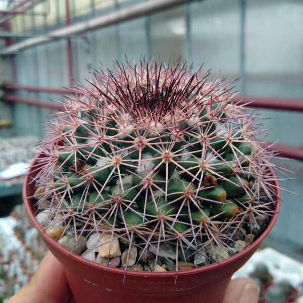 Mammillaria miegeana