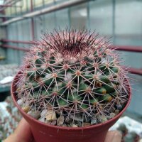 Mammillaria miegeana