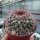Mammillaria miegeana