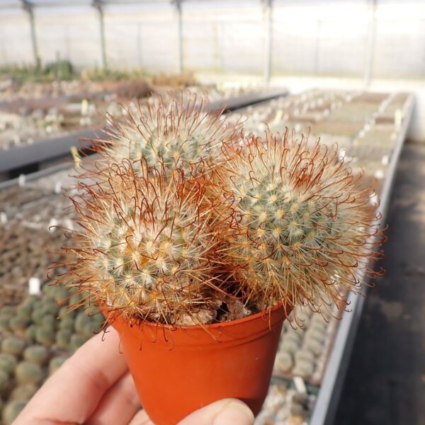 Mammillaria moelleriana