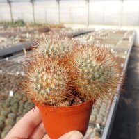 Mammillaria moelleriana