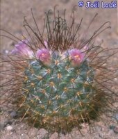 Mammillaria moelleriana v. cowperae