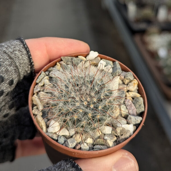 Mammillaria monancistracantha Rep. 2255