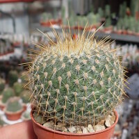 Mammillaria muehlenpfordtii
