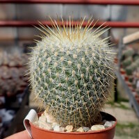 Mammillaria muehlenpfordtii