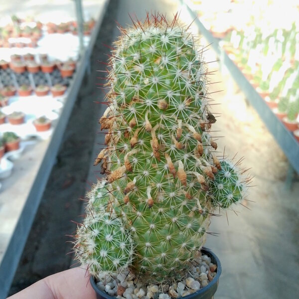 Mammillaria multidigitata