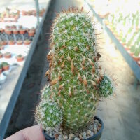 Mammillaria multidigitata