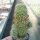 Mammillaria multidigitata