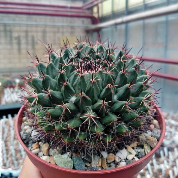 Mammillaria mystax Caltepec, Puebla