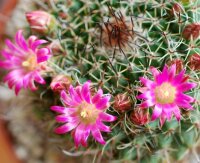 Mammillaria mystax Caltepec, Puebla