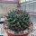 Mammillaria mystax Caltepec, Puebla
