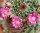 Mammillaria mystax Caltepec, Puebla