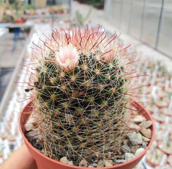 Mammillaria nana