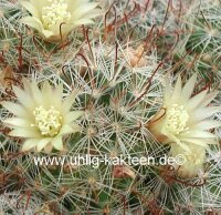 Mammillaria nana