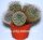 Mammillaria nana