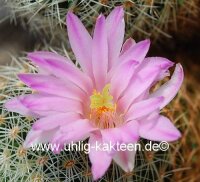 Mammillaria napina