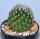 Mammillaria napina