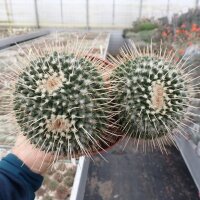 Mammillaria nejapensis