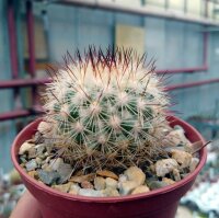 Mammillaria neopalmeri