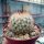 Mammillaria neopalmeri