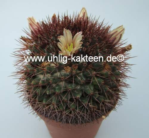 Mammillaria neoschwarzeana Rep. 821