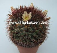 Mammillaria neoschwarzeana Rep. 821