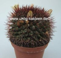 Mammillaria neoschwarzeana Rep. 821