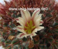 Mammillaria neoschwarzeana Rep. 821
