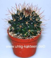 Mammillaria neoschwarzeana Rep. 821