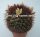 Mammillaria neoschwarzeana Rep. 821
