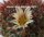 Mammillaria neoschwarzeana Rep. 821
