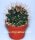 Mammillaria neoschwarzeana Rep. 821