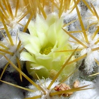 Mammillaria nivosa Rep 2233