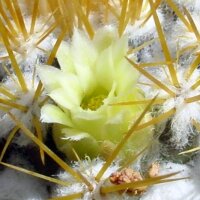 Mammillaria nivosa Rep 2233