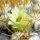 Mammillaria nivosa Rep 2233