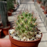 Mammillaria occidentalis