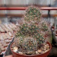 Mammillaria occidentalis