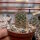 Mammillaria occidentalis