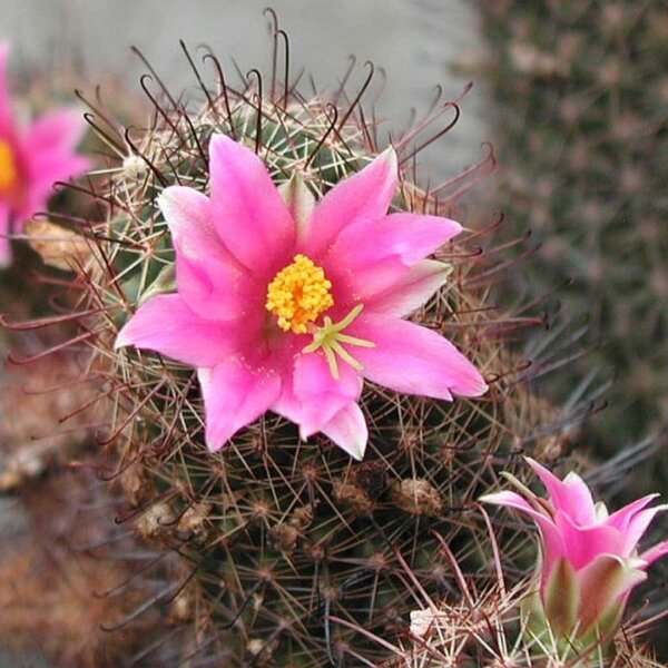 Mammillaria occidentalis HNT 133.92