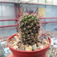 Mammillaria occidentalis HNT 133.92
